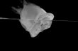 Rose and Water in