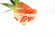 Rose and Water in