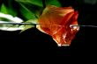Rose and Water in