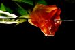 Rose and Water in