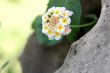 Flower growing from a Stone