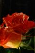 Rose and Water in