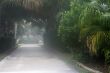 Misty Walkway