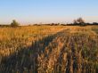 Cereal field