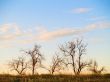 Group of dead trees