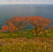 Alone red trees