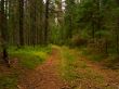 Wilderness footpath