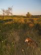 Dog on a meadow