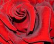 `Blacjk Magic` rose