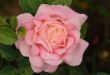 `Abraham Darby` rose in a dew