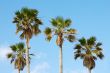 Palms and sky