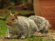 Grey Squirrel