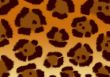 Background - a fluffy skin of a jaguar