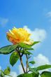 Yellow Rose