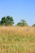 Meadow with Bee