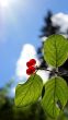Rowan Berry