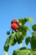 Raspberry