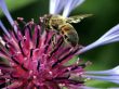 Bee in Flight