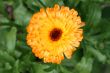 Marigold