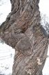 Sick tree