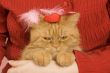 domestic cat underpressed by love