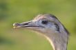 Ostrich portrait