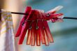 Red plastic clothespins