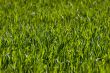 New green grass