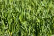 New green grass
