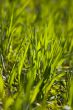 New green grass