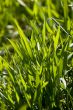 New green grass