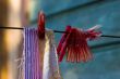 Red plastic clothespins and towel