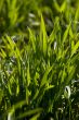 New green grass
