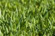 New green grass