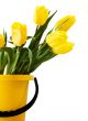 Yellow tulips