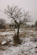 Tree and ruins