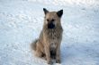 White Dog