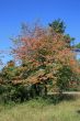 Colorful Tree