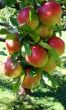 Apples