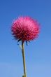 Thistle Bloom