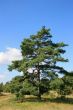 Old Fir Tree