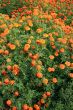 Marigold Flowerbed
