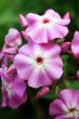 Sweet Pea