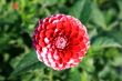 Red Dahlia