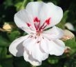 White Begonia