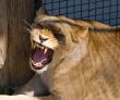 mouth of lioness