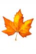 One maple leaf