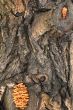 Mushrooms on a tree