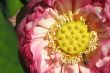 Bee on pink lotus bloom