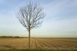 tree before agriculture land